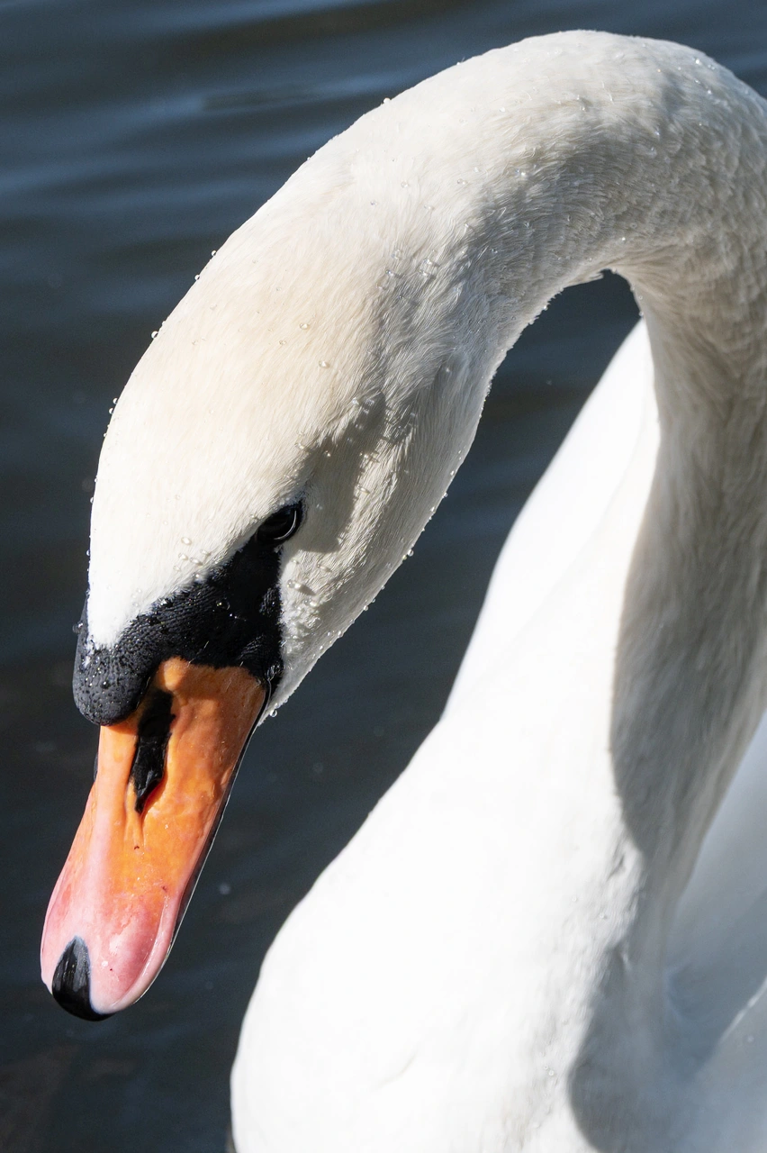 Schwimmender Schwan in<br />Nahaufnahme
